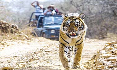 Jim Corbett Nainital tour | Nainital tour | Jim Corbett Tour Packages