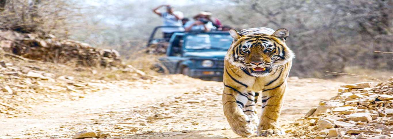 Jim Corbett weekend Package | Corbett Tour Packages | Jungle Safri