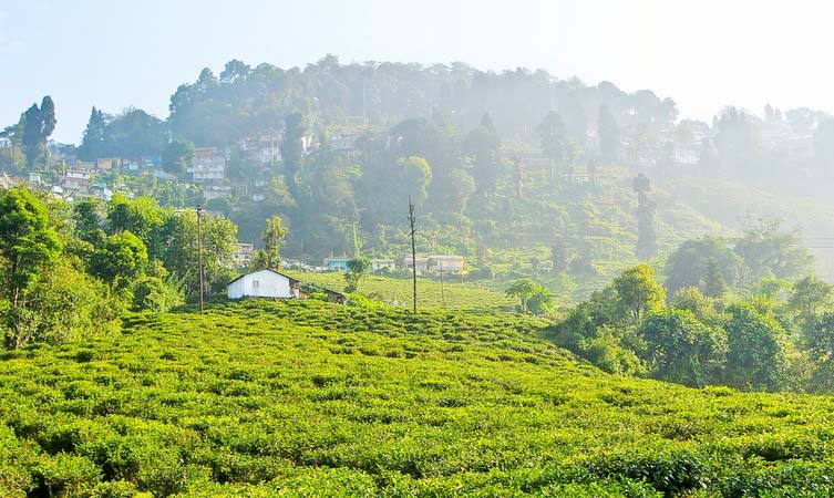 Tea Garden | Exotic Miles