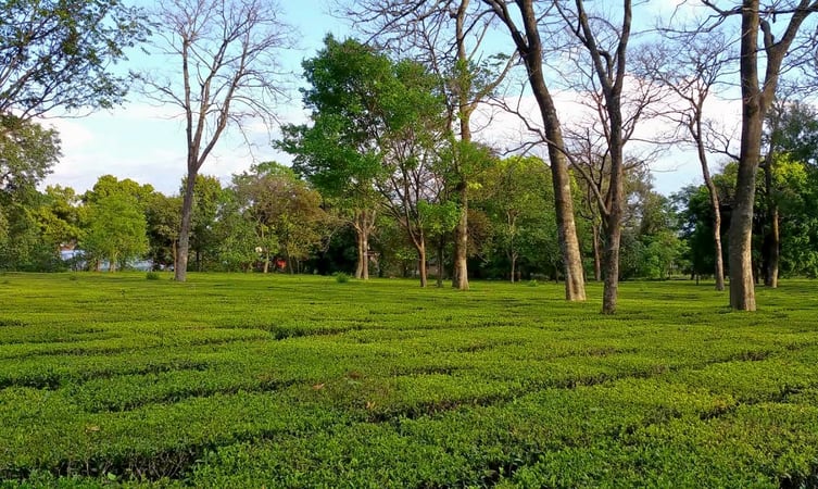 Tea Gardens | Exotic Miles