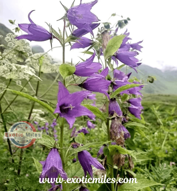 Valley of Flowers Uttarakhand