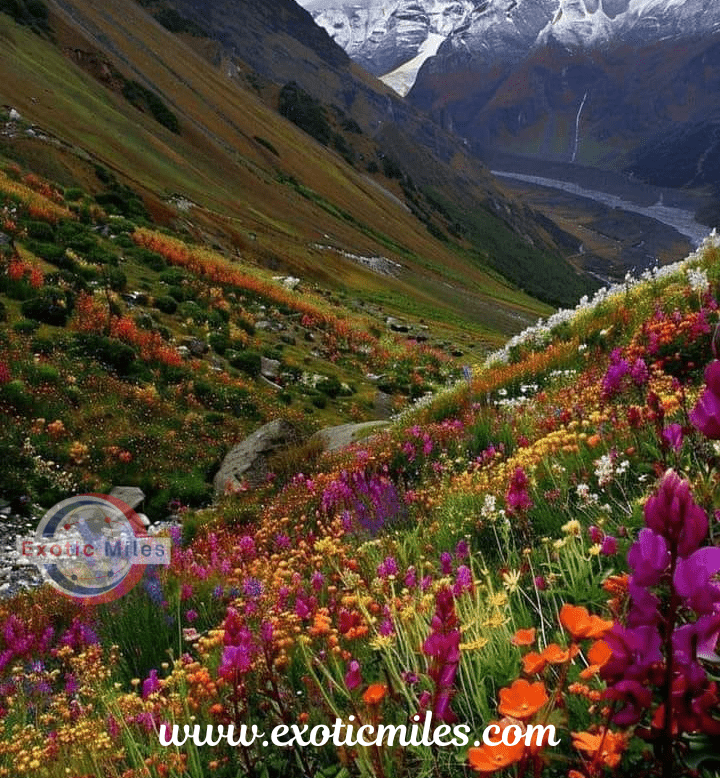 Valley of Flowers Uttarakhand Tour Package