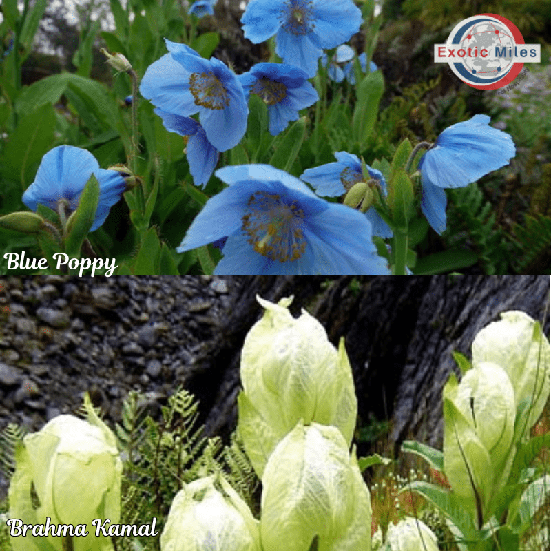 Blue Poppy, Brahma Kamal in Valley of Flowers